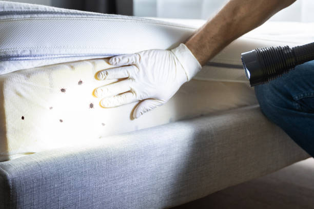 Pest Control Cost in Phoenix Lake, CA