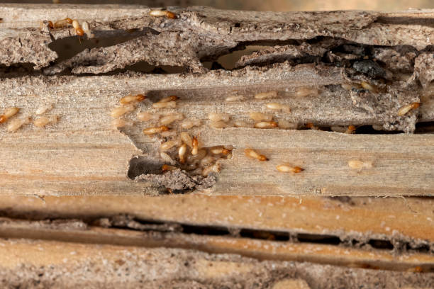 Best Pest Control Treatment  in Phoenix Lake, CA