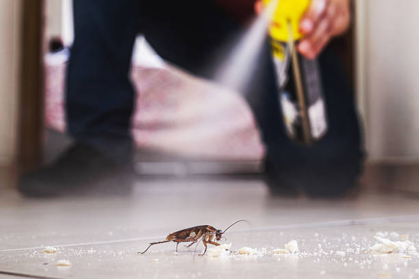 Best Wasp Removal Services  in Phoenix Lake, CA